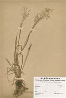 藏品(銀鱗草)的圖片